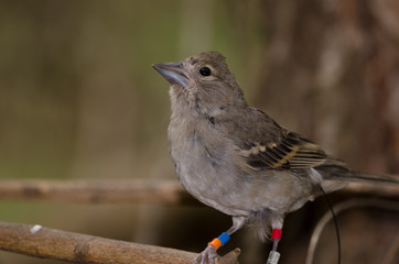Gran Canaria blue chaffinch (Fringilla polatzeki). Young female ringed and with radio transmitter. The Nublo Rural Park. Tejeda. Gran Canaria. Canary Islands. Spain.