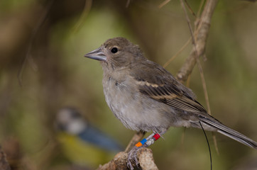 Fototapeta premium Gran Canaria blue chaffinch (Fringilla polatzeki) and blue tit (Parus caeruleus teneriffae) in the background. Young female ringed and with radio transmitter. Gran Canaria. Canary Islands. Spain.