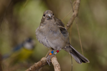 Gran Canaria blue chaffinch (Fringilla polatzeki) and blue tit (Parus caeruleus teneriffae) in the background. Young female ringed and with radio transmitter. Gran Canaria. Canary Islands. Spain.