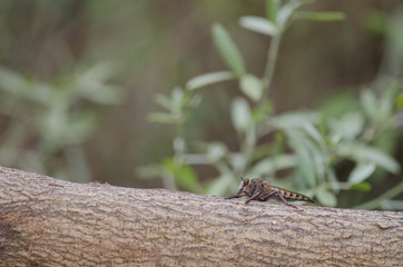 Assassin fly (Promachus latitarsatus). The Nublo Rural Park. Tejeda. Gran Canaria. Canary Islands. Spain.
