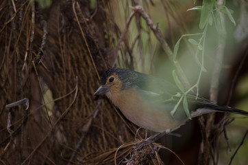 Common chaffinch (Fringilla coelebs canariensis). Male. The Nublo Rural Park. Tejeda. Gran Canaria. Canary Islands. Spain.