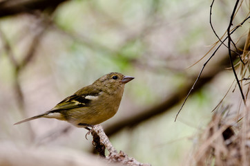 Common chaffinch (Fringilla coelebs canariensis). Female. The Nublo Rural Park. Tejeda. Gran Canaria. Canary Islands. Spain.