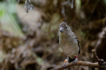 Gran Canaria blue chaffinch (Fringilla polatzeki). Young female. The Nublo Rural Park. Tejeda. Gran...