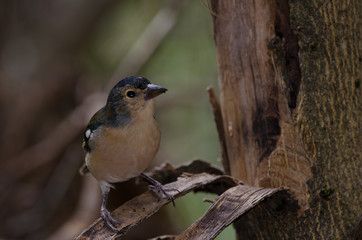 Common chaffinch (Fringilla coelebs canariensis). Male. The Nublo Rural Park. Tejeda. Gran Canaria. Canary Islands. Spain.