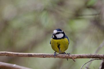 Obraz premium Blue tit (Parus caeruleus teneriffae). The Nublo Rural Park. Tejeda. Gran Canaria. Canary Islands. Spain.