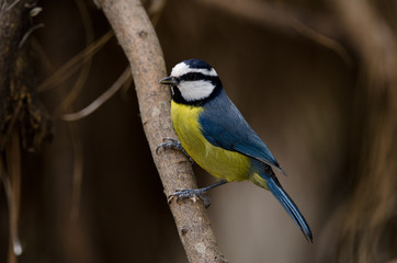 Blue tit (Parus caeruleus teneriffae). The Nublo Rural Park. Tejeda. Gran Canaria. Canary Islands....