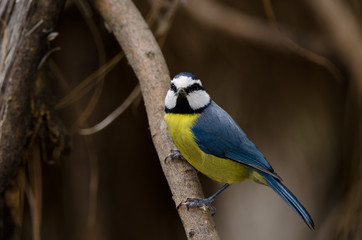 Blue tit (Parus caeruleus teneriffae). The Nublo Rural Park. Tejeda. Gran Canaria. Canary Islands. Spain.
