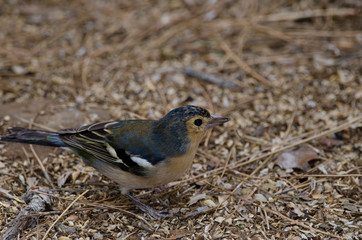 Common chaffinch (Fringilla coelebs canariensis). Male. The Nublo Rural Park. Tejeda. Gran Canaria. Canary Islands. Spain.