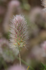 Hare's-foot clover (Trifolium arvense). Llano de Las Brujas. Integral Natural Reserve of Inagua. Tejeda. Gran Canaria. Canary Islands. Spain.