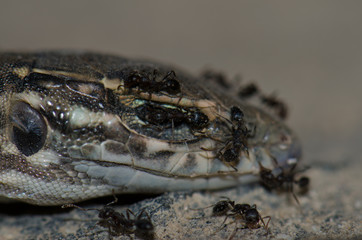 Ants on a Gran Canaria giant lizard (Gallotia stehlini)  juvenile dead. Pajonales. Integral Natural Reserve of Inagua. Tejeda. Gran Canaria. Canary Islands. Spain.