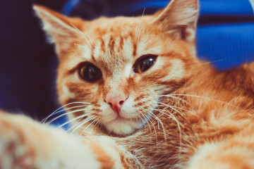 red cat sitting on his hands