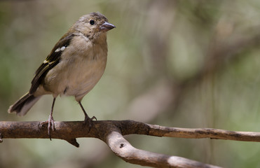 Common chaffinch (Fringilla coelebs canariensis). Young male. The Nublo Rural Park. Tejeda. Gran Canaria. Canary Islands. Spain.