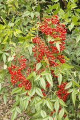 Sacred bamboo of Asia, Nandina domestica, plant wth red berries.