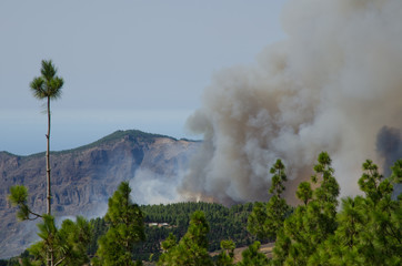 Forest fire. Tejeda. Gran Canaria. Canary Islands. Spain.