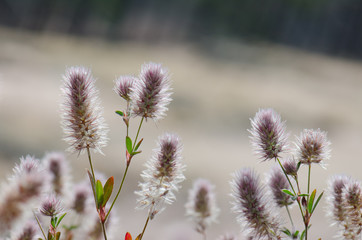 Obraz premium Flowers of hare's-foot clovers (Trifolium arvense). Llano de Las Brujas. Integral Natural Reserve of Inagua. Tejeda. Gran Canaria. Canary Islands. Spain.