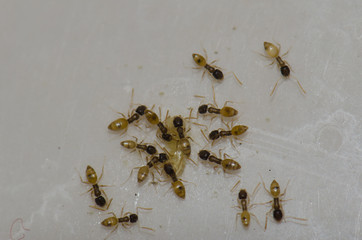 Ghost ants (Tapinoma melanocephalum) feeding on food scraps. Schamann. Las Palmas de Gran Canaria. Gran Canaria. Canary Islands. Spain.