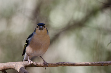 Common chaffinch (Fringilla coelebs canariensis). Male. The Nublo Rural Park. Tejeda. Gran Canaria. Canary Islands. Spain.