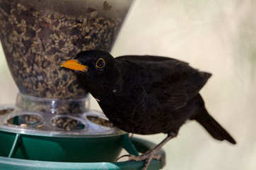 Blackbird (Turdus merula cabrerae). Male eating on a bird feeder. The Nublo Rural Park. Tejeda. Gran Canaria. Canary Islands. Spain.