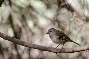 Common chaffinch (Fringilla coelebs canariensis). Female. The Nublo Rural Park. Tejeda. Gran Canaria. Canary Islands. Spain.