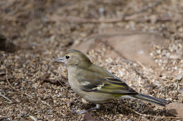 Common chaffinch (Fringilla coelebs canariensis). Female. The Nublo Rural Park. Tejeda. Gran Canaria. Canary Islands. Spain.