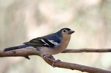 Common chaffinch (Fringilla coelebs canariensis). Male. The Nublo Rural Park. Tejeda. Gran Canaria. Canary Islands. Spain.
