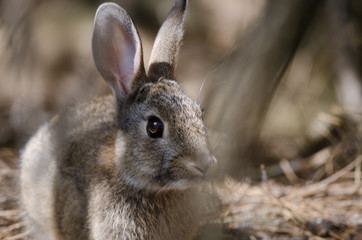 Naklejka na ściany i meble European rabbit (Oryctolagus cuniculus). The Nublo Rural Park. Tejeda. Gran Canaria. Canary Islands. Spain.