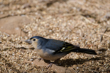 Common chaffinch (Fringilla coelebs canariensis). Male. The Nublo Rural Park. Tejeda. Gran Canaria. Canary Islands. Spain.