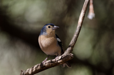 Common chaffinch (Fringilla coelebs canariensis). Male. The Nublo Rural Park. Tejeda. Gran Canaria. Canary Islands. Spain.
