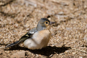 Common chaffinch (Fringilla coelebs canariensis). Male. The Nublo Rural Park. Tejeda. Gran Canaria. Canary Islands. Spain.