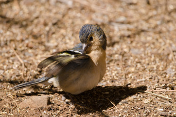 Common chaffinch (Fringilla coelebs canariensis). Male preening. The Nublo Rural Park. Tejeda. Gran Canaria. Canary Islands. Spain.