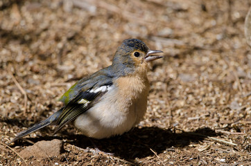 Obraz premium Common chaffinch (Fringilla coelebs canariensis). Male calling. The Nublo Rural Park. Tejeda. Gran Canaria. Canary Islands. Spain.