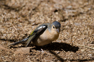 Common chaffinch (Fringilla coelebs canariensis). Male stretching. The Nublo Rural Park. Tejeda. Gran Canaria. Canary Islands. Spain.