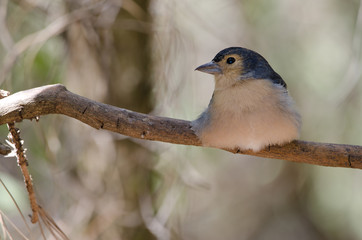 Common chaffinch (Fringilla coelebs canariensis). Male resting. The Nublo Rural Park. Tejeda. Gran Canaria. Canary Islands. Spain.