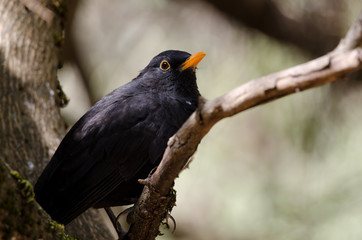 Blackbird (Turdus merula cabrerae). Male. The Nublo Rural Park. Tejeda. Gran Canaria. Canary Islands. Spain.
