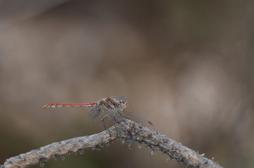 Island Darter (Sympetrum nigrifemur). Female. The Nublo Rural Park. Tejeda. Gran Canaria. Canary Islands. Spain.