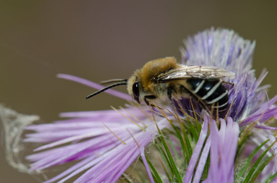 Bee (Amegilla sp.) on a purple milk thistle (Galactites tomentosa). Integral Natural Reserve of Inagua. Tejeda. Gran Canaria. Canary Islands. Spain.