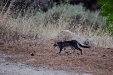 Feral cat (Felis silvestris catus). Young. Integral Natural Reserve of Inagua. Gran Canaria. Canary Islands. Spain.
