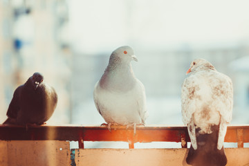 pigeons on the window