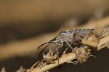 Shield bug (Codophila varia). Pajonales. Integral Natural Reserve of Inagua. Tejeda. Gran Canaria. Canary Islands. Spain.