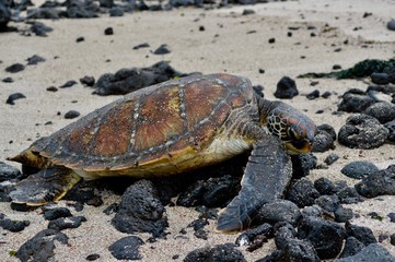 Tortue des Galapagos