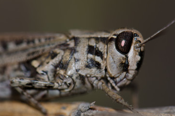 Canarian pincer grasshopper (Calliptamus plebeius). Female. Cruz de Pajonales. The Nublo Rural Park. Tejeda. Gran Canaria. Canary Islands. Spain.