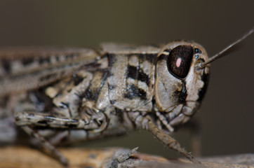 Canarian pincer grasshopper (Calliptamus plebeius). Female. Cruz de Pajonales. The Nublo Rural...