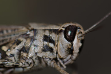 Canarian pincer grasshopper (Calliptamus plebeius). Female. Cruz de Pajonales. The Nublo Rural...