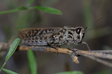 Canarian pincer grasshopper (Calliptamus plebeius). Female. Cruz de Pajonales. The Nublo Rural Park. Tejeda. Gran Canaria. Canary Islands. Spain.