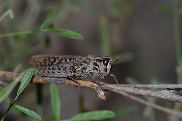 Canarian pincer grasshopper (Calliptamus plebeius). Female. Cruz de Pajonales. The Nublo Rural...
