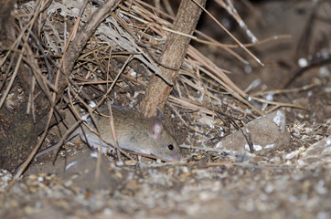 House mouse (Mus domesticus). The Nublo Rural Park. Tejeda. Gran Canaria. Canary Islands. Spain.