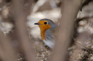Fototapeta premium Robin (Erithacus rubecula superbus). The Nublo Rural Park. Tejeda. Gran Canaria. Canary Islands. Spain.
