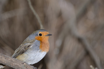 Robin (Erithacus rubecula superbus). The Nublo Rural Park. Tejeda. Gran Canaria. Canary Islands. Spain.