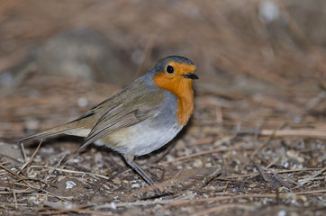 Robin (Erithacus rubecula superbus). The Nublo Rural Park. Tejeda. Gran Canaria. Canary Islands. Spain.