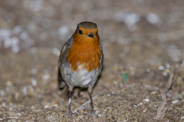 Robin (Erithacus rubecula superbus). The Nublo Rural Park. Tejeda. Gran Canaria. Canary Islands. Spain.